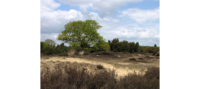 Heide Drenthe